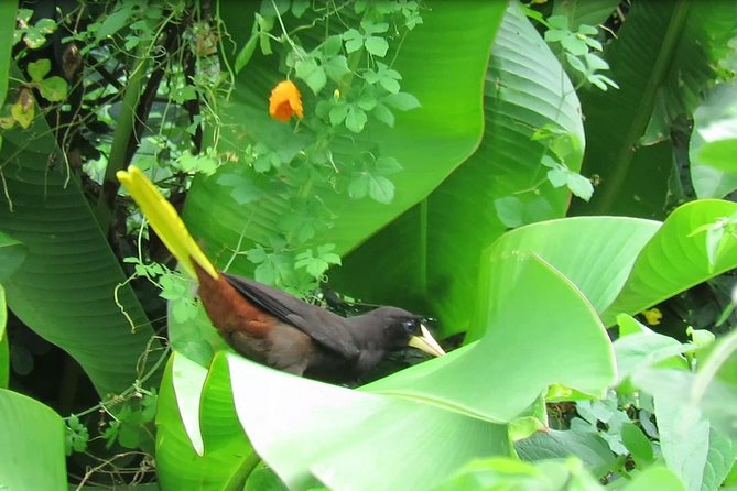 Individual Rainforest Tour - Destination Highlights