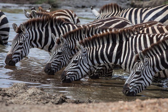 Introducing Kenya Safari Package - Good To Know