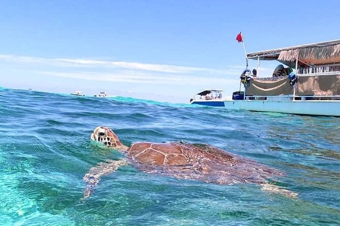 Islamorada: Snorkeling From the Islander Hotel - Snorkeling Experience Overview