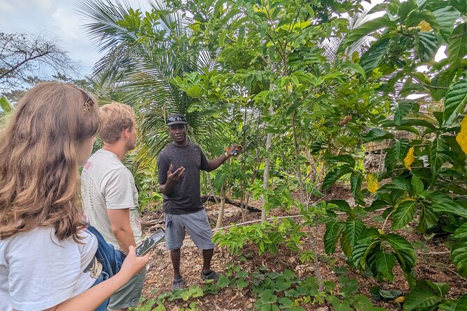 Jamaican Roots Tropical Farm Tour - Explore & Chill (2 Hr) - Good To Know
