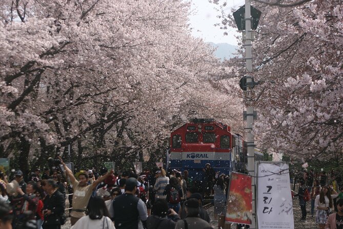 Jinhae Cherry Blossom Festival Tour - Good To Know