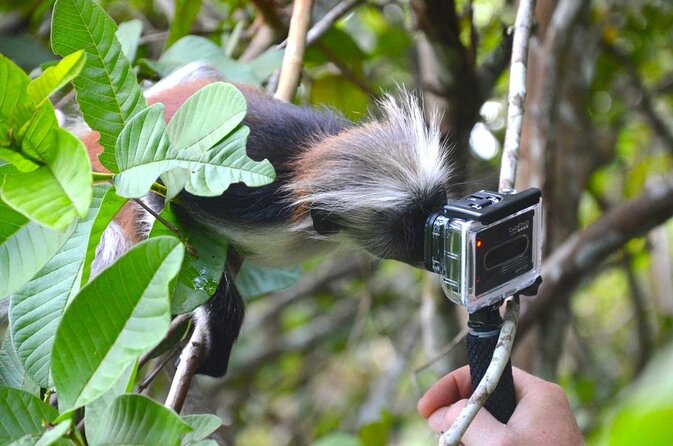 Jozani Forest Reserve Half-Day Guided Tour From Zanzibar - Good To Know