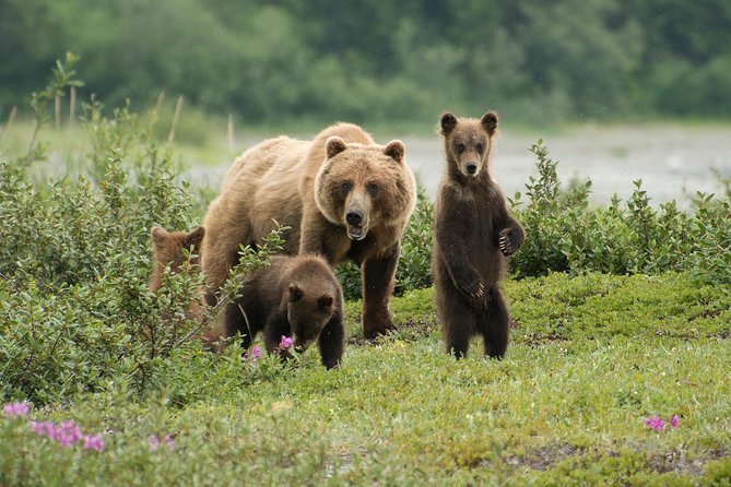 Juneau Shore Excursion: Fortress of the Bears Pack Creek - Good To Know