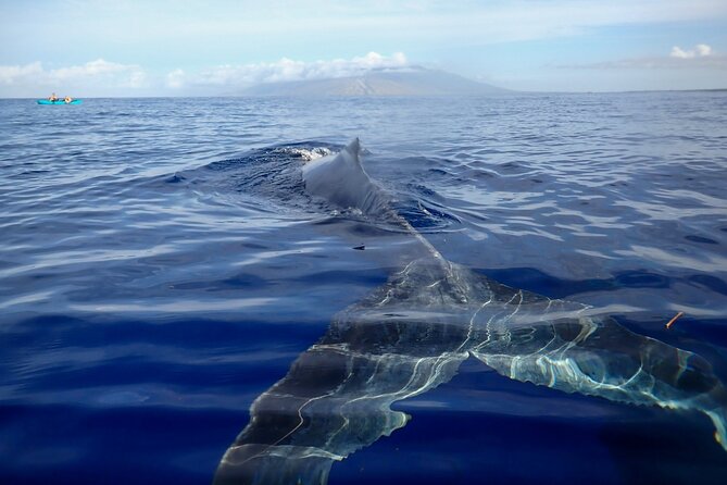 Kayak Whale Watching Tour (7am-10am) - Good To Know