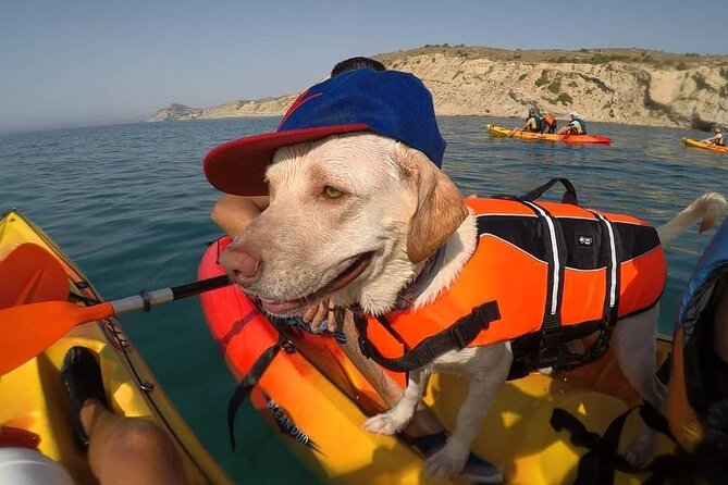 Kayaking With Dogs - Key Points