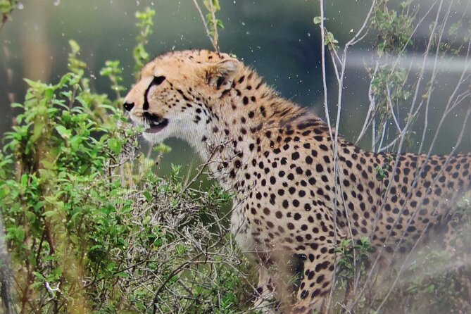 Kenyan Safaris - Good To Know