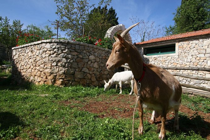 Korcula Island Mountain E Bike Tour - Good To Know