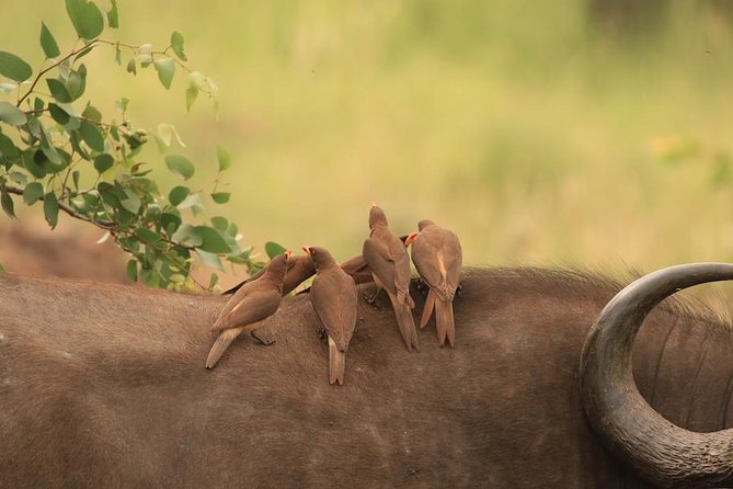 Kruger National Park Afternoon Sunset Safari Tour - Good To Know