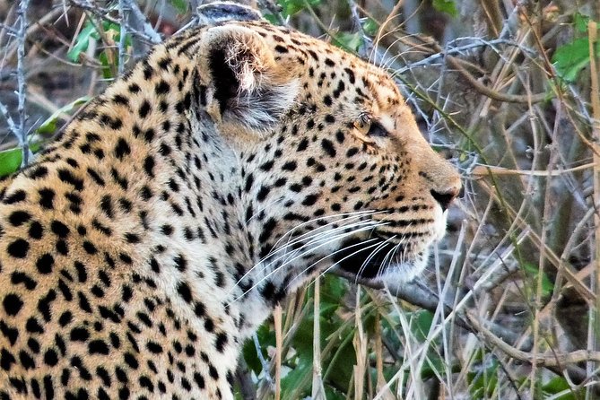 Kruger National Park Morning Game Drive From Hazyview - Good To Know