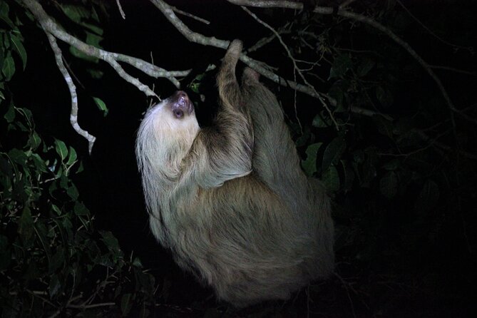 La Fortuna Night Walk in High Biodiversity Rainforest - Good To Know