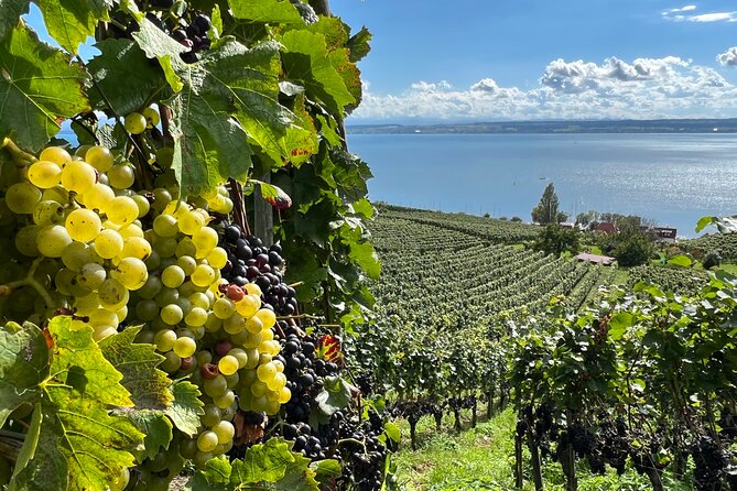 Lake Constance Wine Tour Day Tour Wine Tasting at 3 Winemakers - Good To Know