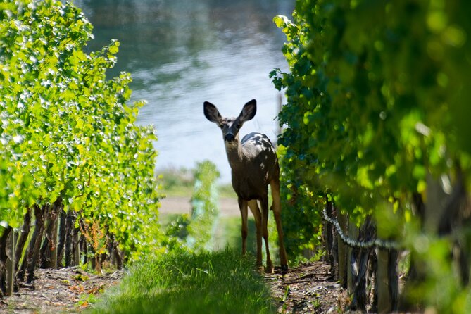 Lake Country Wine Tour - Good To Know
