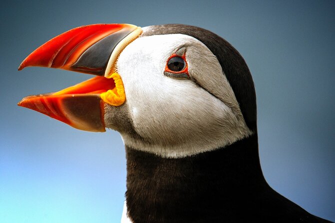 Late Season Puffin & Scenic Coastal Cruise - Good To Know