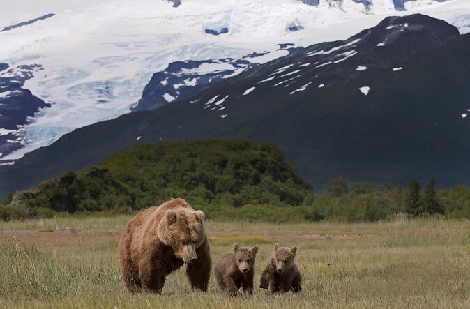 Late Summer Bear Viewing in Katmai National Park - Good To Know