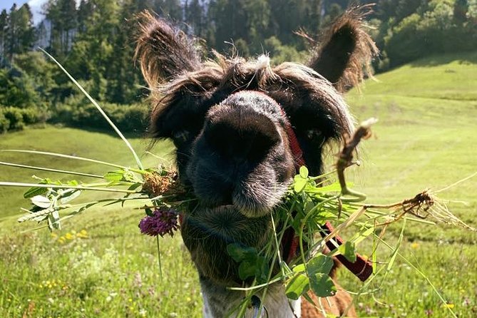 Llama Hike Through the Wonderful Liechtenstein Mountains - Good To Know