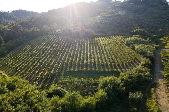 Lucca - Wine Tasting at Tenuta Mareli - Good To Know