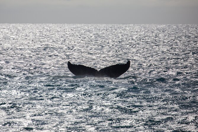 Luxury Catamaran Whale Watch - Overview of the Tour