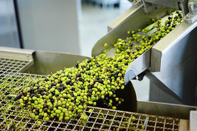 Make You Own Wildcrafted Extra Virgin Olive Oil! - Key Points