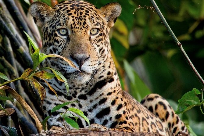 Manu Reserve Zone Tour + Jaguar and Macaw Clay Lick 7days - Good To Know