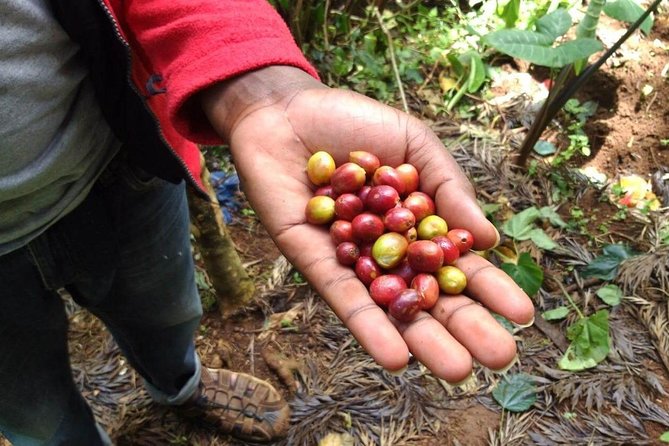 Materuni Waterfalls and Coffee Tour - Good To Know