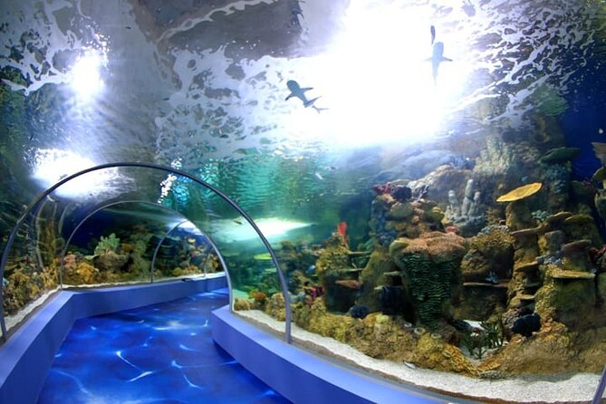 Mauritius Odysseo Oceanarium in Port Louis - Good To Know
