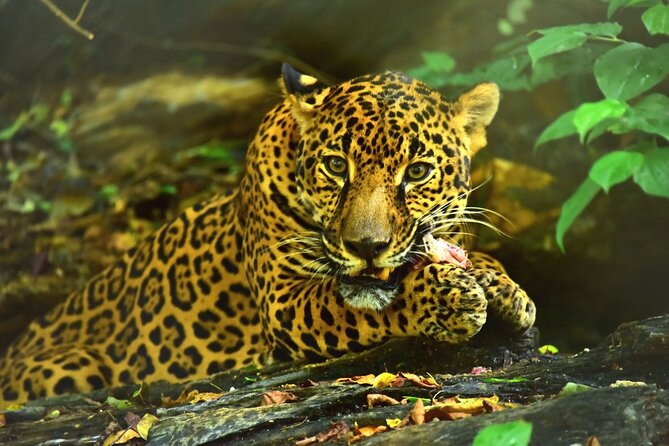Maya Culture and History, Secluded Island and Animal Rescue Center at Maya Key - About Your Stay