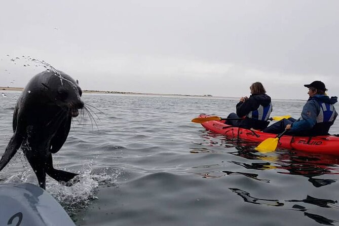 Mola Mola Kayaking Experience With a Licensed Guide - What to Expect on the Tour