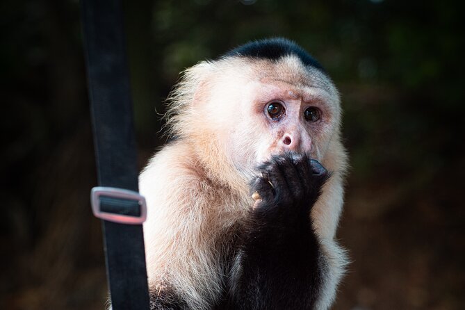 Monkey Island Private Tour on Gatun Lake - Tour Overview