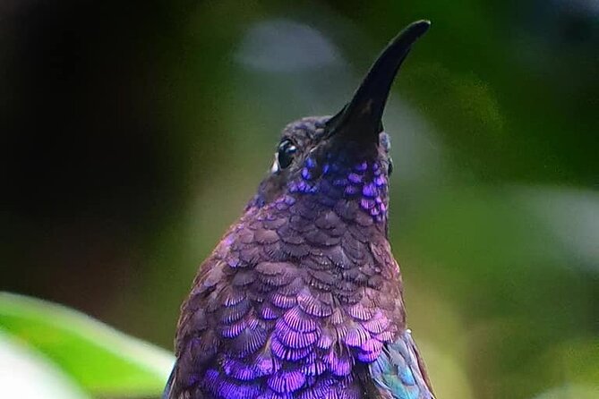 Monteverde Cloud Forest Tour - About Your Stay