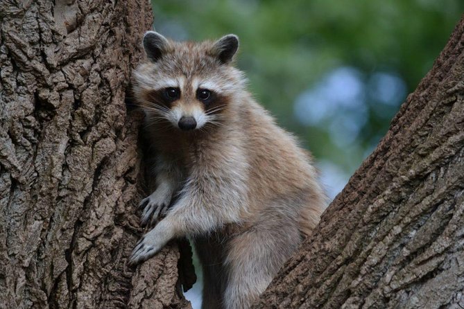 Montreal Zoo, Private Half Day Tour - Good To Know