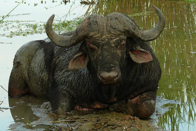 Morning Safari in Kruger National Park From Hazyview (Am Knp) - Good To Know
