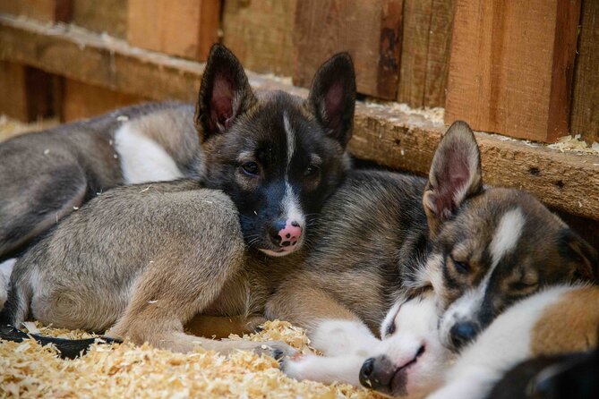 Mushers Camp and Smore Roasting Experience - Good To Know