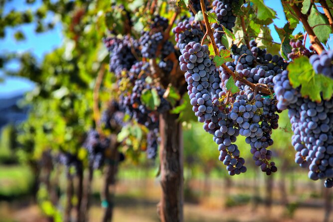 Napa or Sonoma Private Wine Tour From San Francisco - Tour Overview