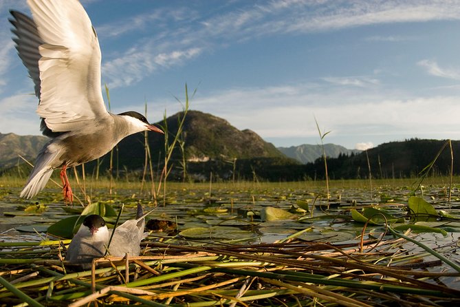 National Bird Reserve Hutovo Blato Photo Safari - Key Points