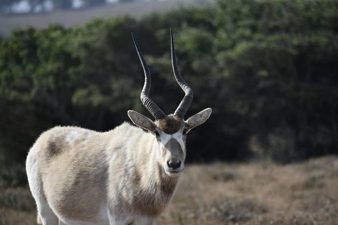 National Park Visit Souss Massa (Endangered Animals) - Good To Know