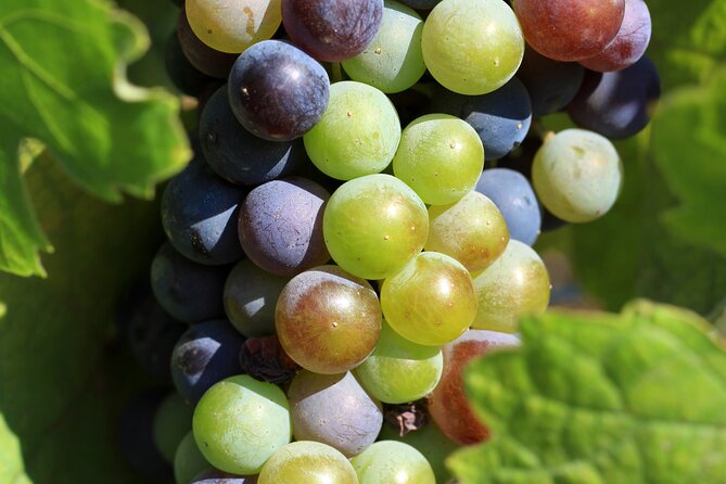 Naxos Wine & Culture Tour - Good To Know