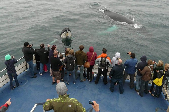 Newfoundland Puffin and Whale Watch Cruise - Good To Know