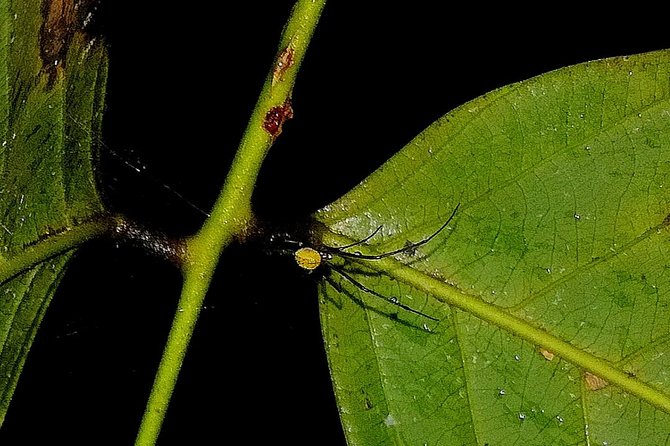 Night Hike in Drake Bay With Certified Guide - Overview of the Night Hike