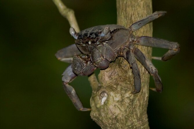 Nocturnal Secrets: A Mangrove Adventure - Good To Know
