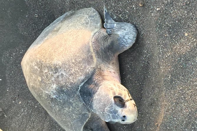 Nocturnal Turtles Watching Ostional Guanacaste Province - Good To Know