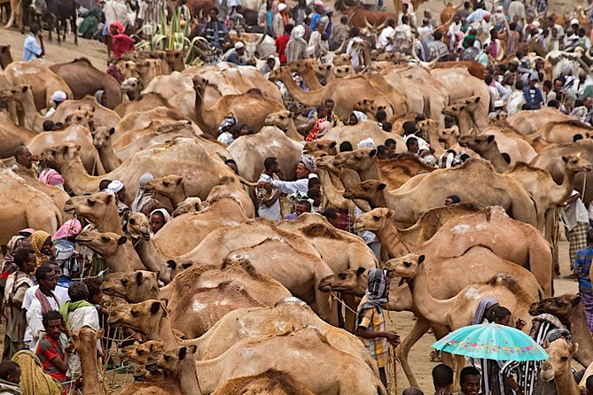 North Ethiopia Round Trip Tours From Addis Ababa - Good To Know