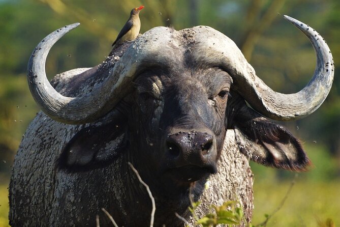 Ol Pejeta Conservancy and Chimpanzee Sanctuary Full-Day Tour From Nairobi - Highlights of the Tour
