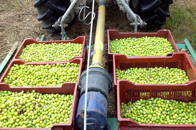 Olive Harvest in Provence - Good To Know