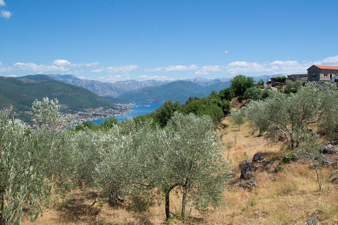 Olive Oil Farm to Fork Experience & Short Walking Tour of Kotor - Good To Know