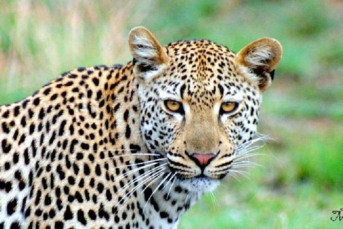 One Night Leopard Tour of Kruger National Park From Nelspruit - Good To Know