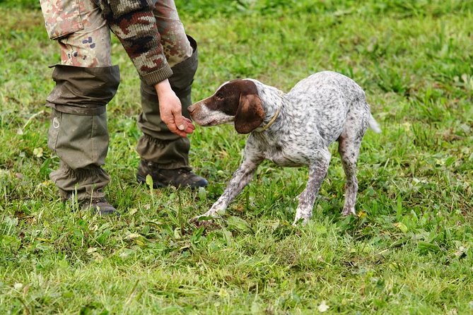 Orvieto: Half-Day Truffle Hunting Experience - Truffle Hunting Overview