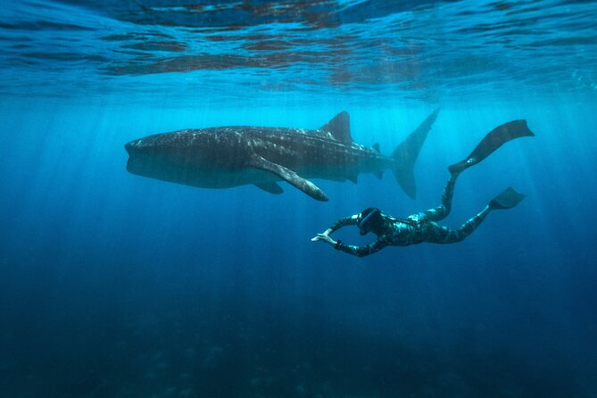 Oslob Whaleshark and Kawasan Falls Tour - Good To Know