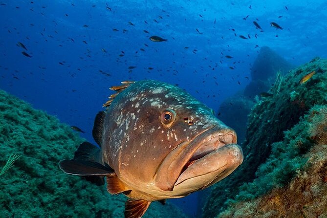 Package of 2 Double Dives in the Capo Carbonara Marine Protected Area - Good To Know