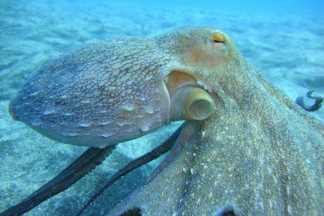 PADI Scuba Dive Course in Costa Adeje - Course Overview