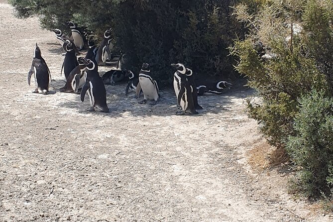 Penguin Colony & Ranch Day Tour in El Pedral - About Your Stay